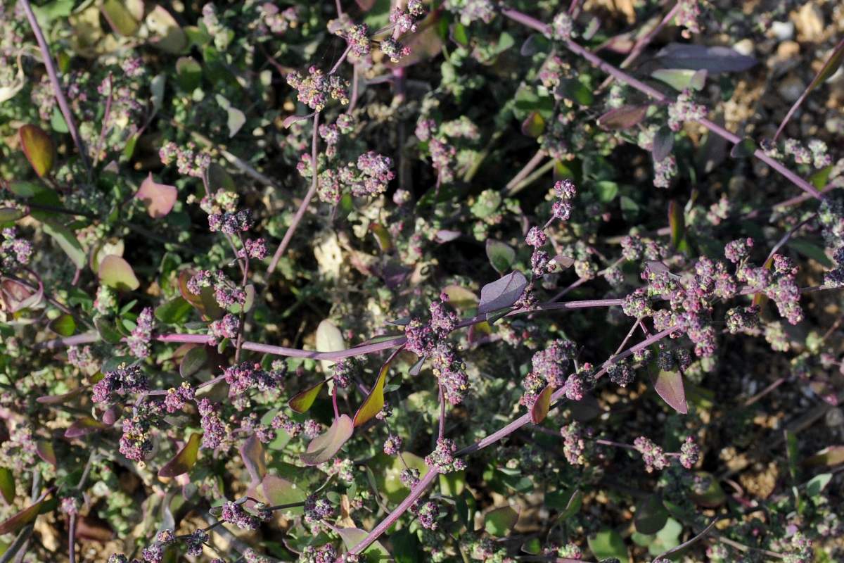 Fiori o bulbi a stelline - Chenopodium sp.